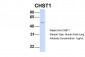 CHST1 antibody - middle region